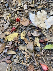 Brachychiton acerifolius