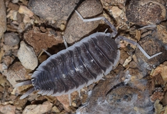 Porcellio hoffmannseggii
