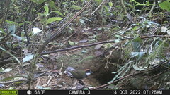 Arremon brunneinucha