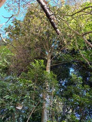 Brachychiton acerifolius