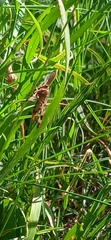 Mecoptera