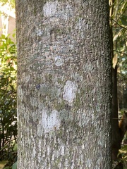 Brachychiton acerifolius