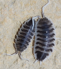 Porcellio hoffmannseggii