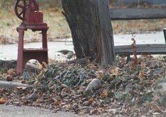 Turdus migratorius
