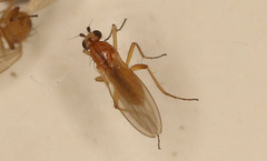 Lonchoptera bifurcata