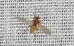 Lonchoptera bifurcata