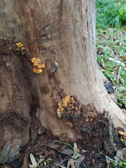 Flammulina velutipes