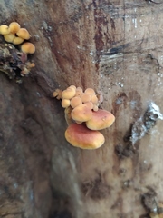 Flammulina velutipes