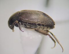 Leiodidae