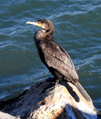 Phalacrocorax carbo sinensis