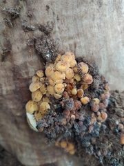 Flammulina velutipes