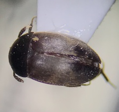 Leiodidae