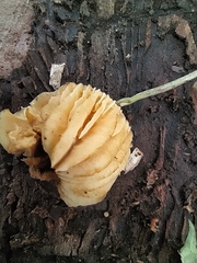 Flammulina velutipes