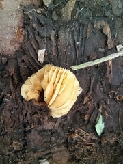 Flammulina velutipes