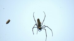 Nephila pilipes