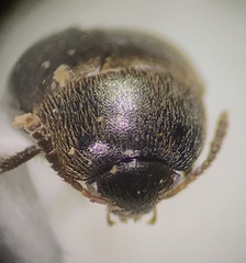 Leiodidae