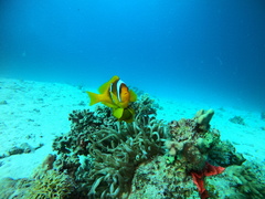 Amphiprion bicinctus