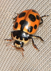 Ceratomegilla notata
