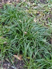 Carex sylvatica