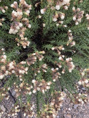 Ericameria ericoides