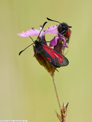 Zygaena purpuralis