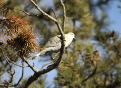Streptopelia decaocto
