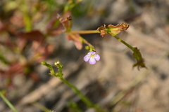 Torenia kinmenensis