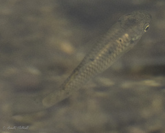 Poeciliidae
