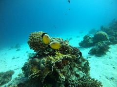 Chaetodon austriacus