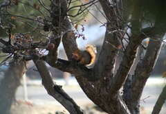 Sciurus niger