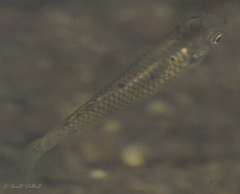 Poeciliidae