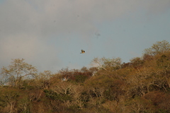 Rupornis magnirostris