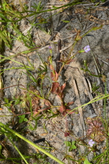 Torenia kinmenensis