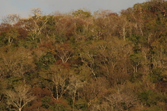 Rupornis magnirostris