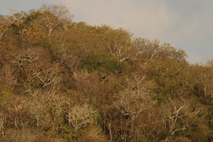 Rupornis magnirostris