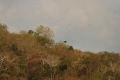 Rupornis magnirostris