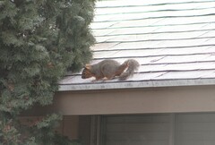 Sciurus niger