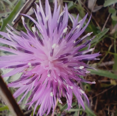 Centaurea aspera
