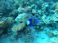 Pomacanthus maculosus