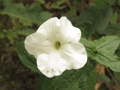 Escobedia grandiflora