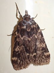 Aglossa caprealis