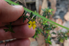 Hibbertia empetrifolia