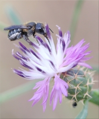 Osmia melanogaster
