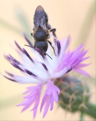 Osmia melanogaster