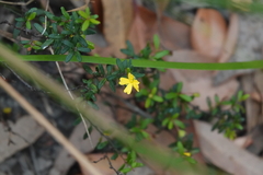 Hibbertia empetrifolia