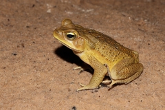 Rhinella crucifer