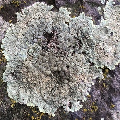 Protoparmeliopsis muralis