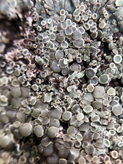 Protoparmeliopsis muralis