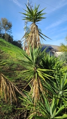 Yucca gigantea