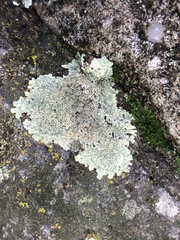 Protoparmeliopsis muralis